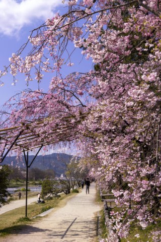 半木の道と桜並木
