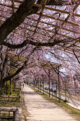 半木の道と桜並木