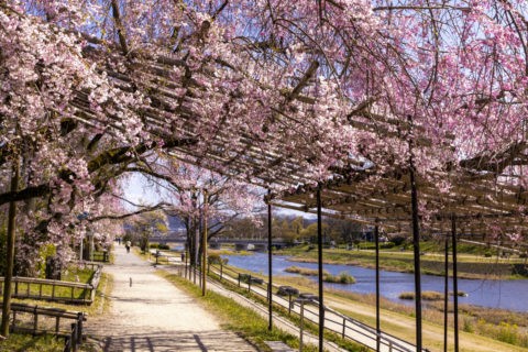 賀茂川 半木の道 桜