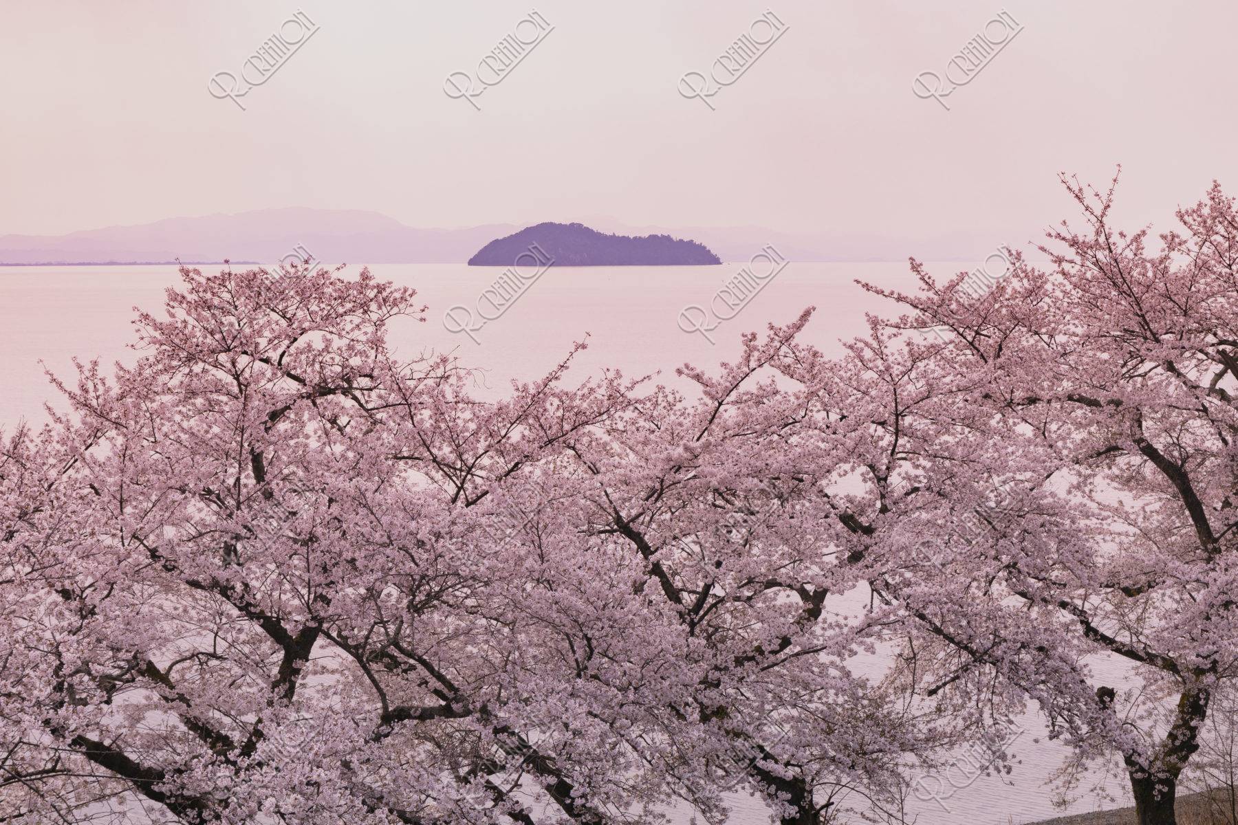 海津大崎の桜 写真 アールクリエーション