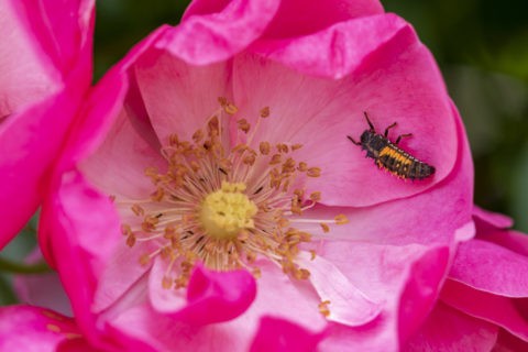 つるバラとテントウムシの幼虫