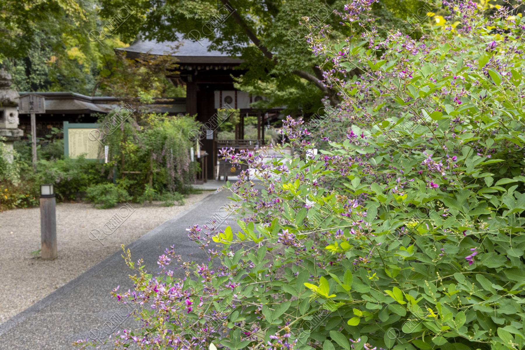 萩の花咲く 梨木神社