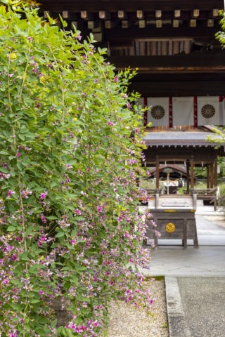 萩の花咲く 梨木神社