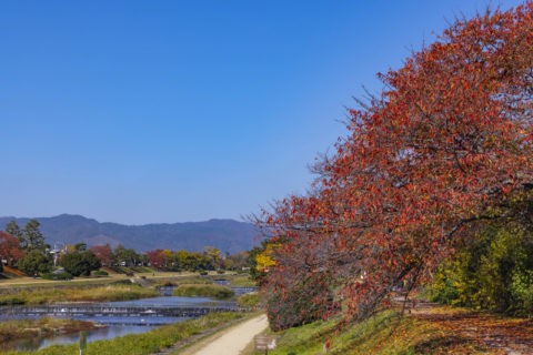 賀茂川と桜並木の紅葉