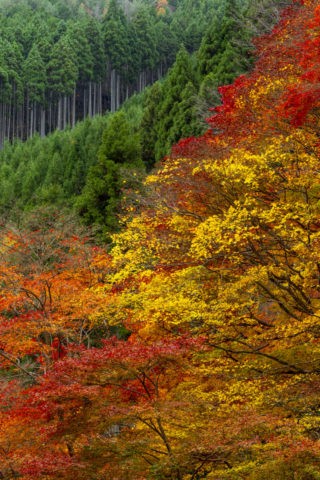 北山杉と色とりどりの紅葉