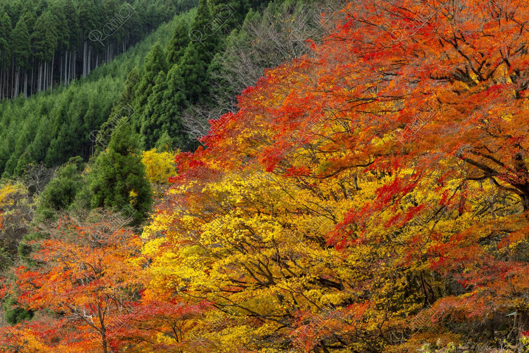 北山杉と色とりどりの紅葉