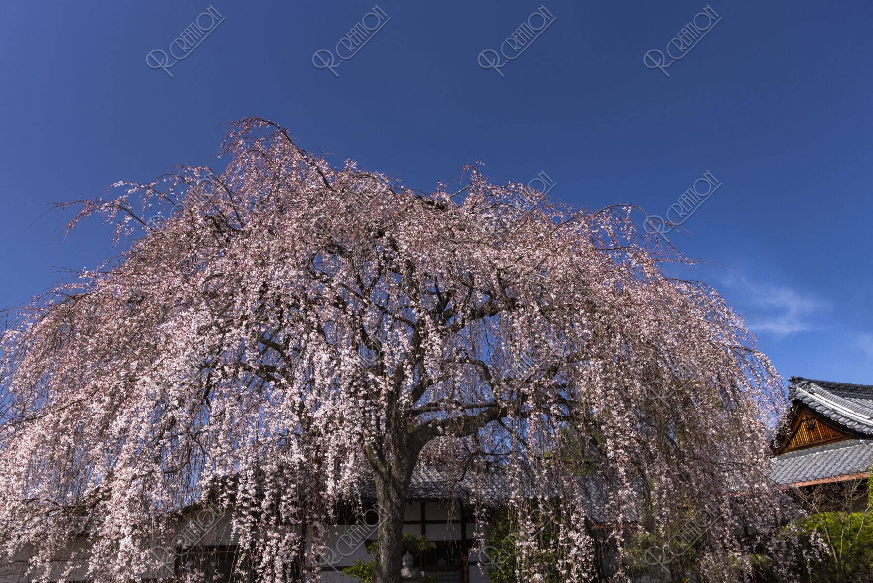 本満寺のしだれ桜