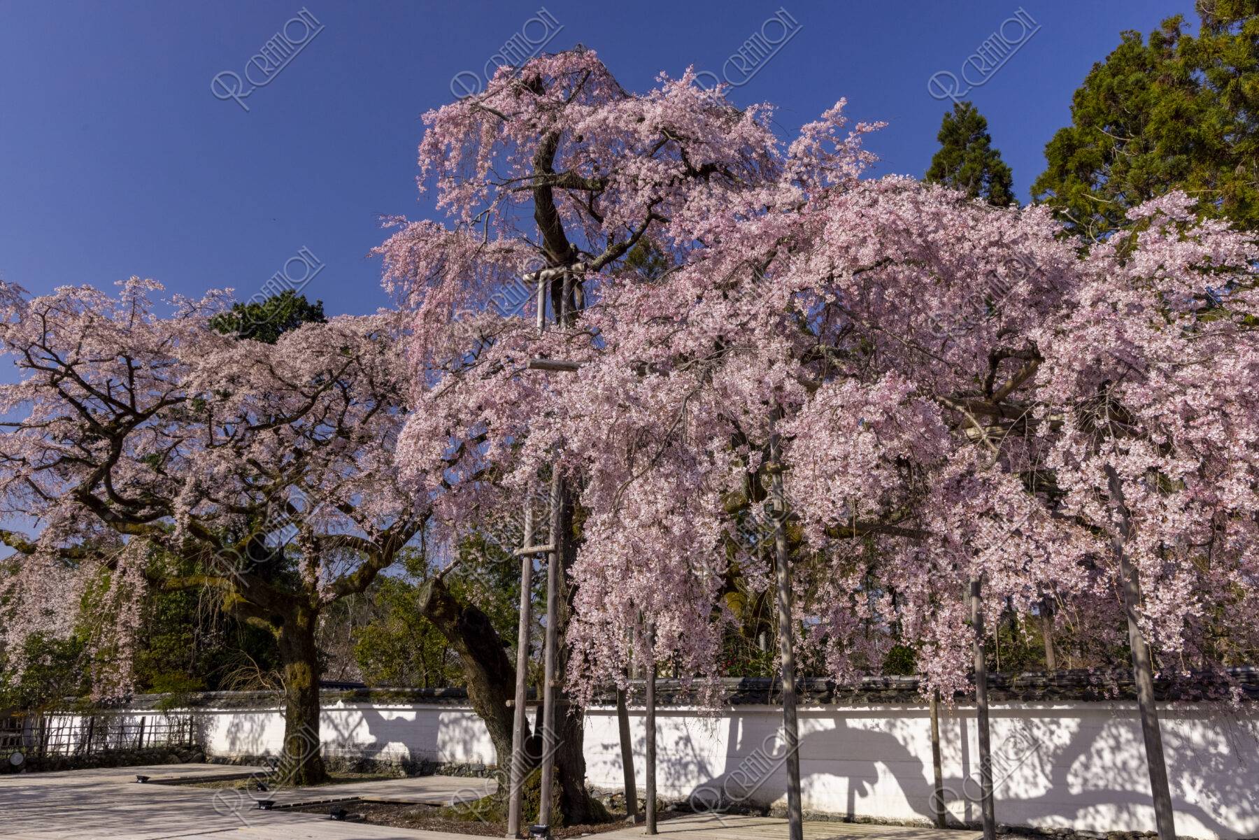 醍醐寺三宝院 桜