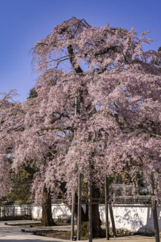 醍醐寺三宝院 桜