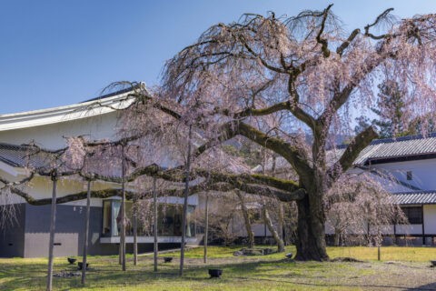 醍醐寺霊宝館 桜