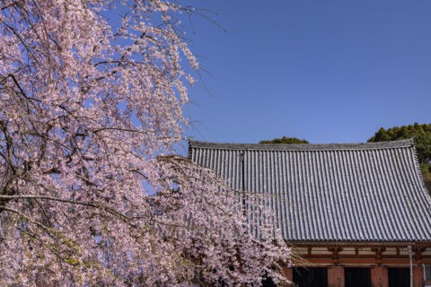 醍醐寺金堂 桜