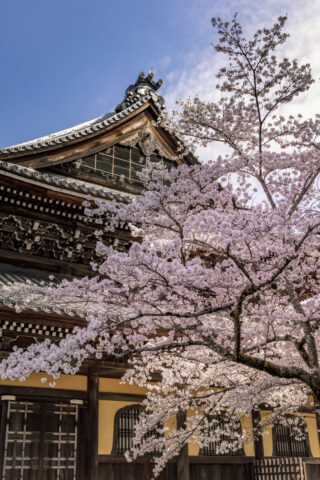 南禅寺 桜と法堂
