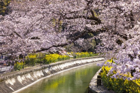 山科疏水 桜と菜の花