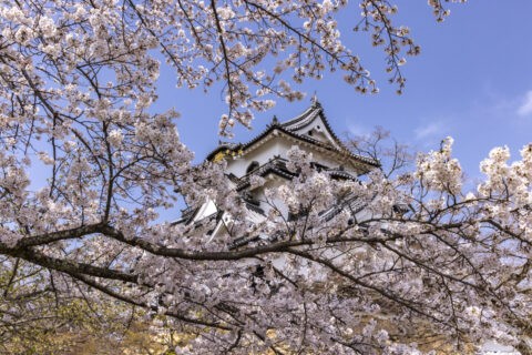 彦根城 桜