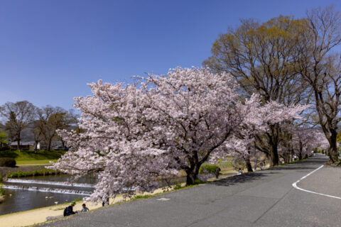 賀茂川左岸の桜並木