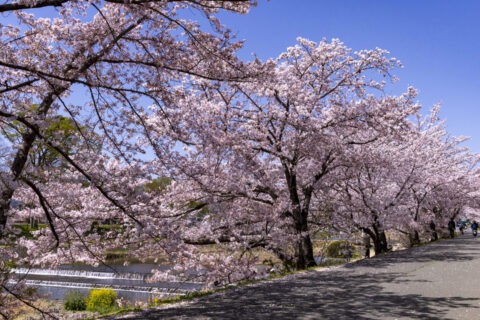 賀茂川左岸の桜並木