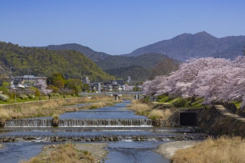高野橋からの比叡山と桜並木