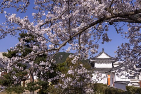 舞鶴田辺城跡の桜