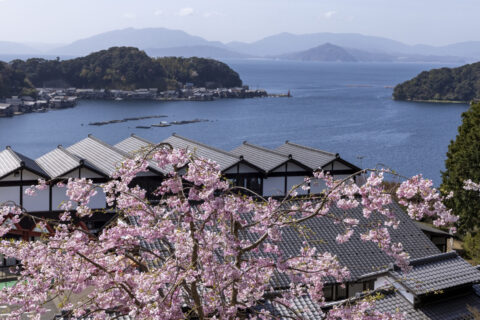 伊根港と桜