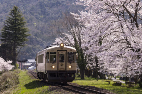 京都丹後鉄道と桜
