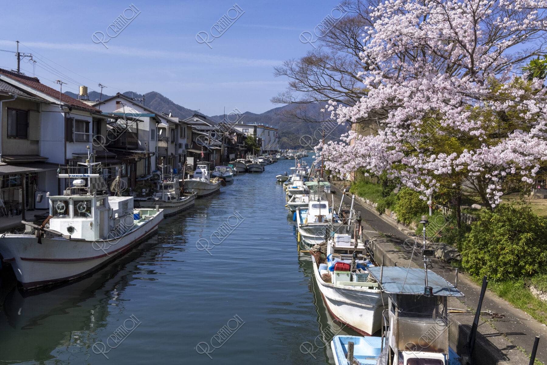 吉原漁港と桜