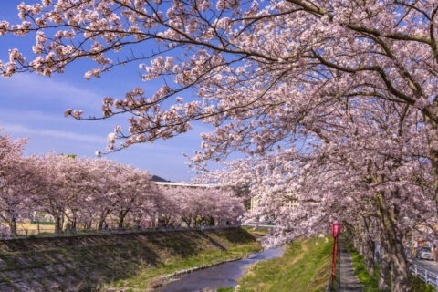 舞鶴与保呂川沿いの桜並木