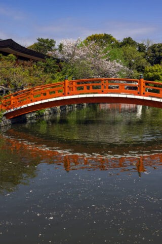 神泉苑 法成橋と桜