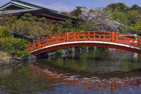 神泉苑 法成橋と桜