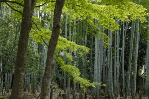 地蔵院 竹林
