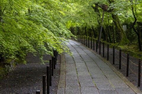 光明寺 新緑の参道