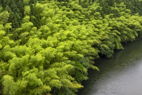 由良川と竹林