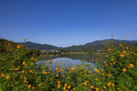 キバナコスモス咲く広沢池