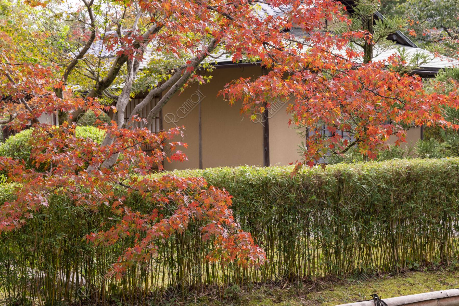 松花堂 茶室竹隠と紅葉