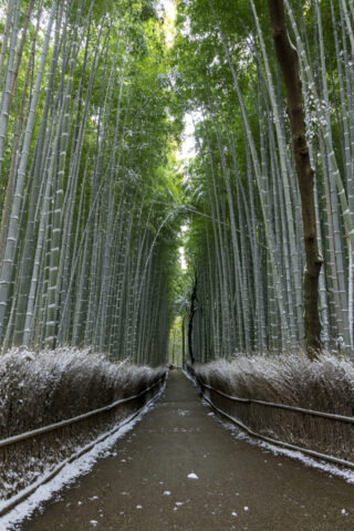 雪の嵯峨野竹林の道