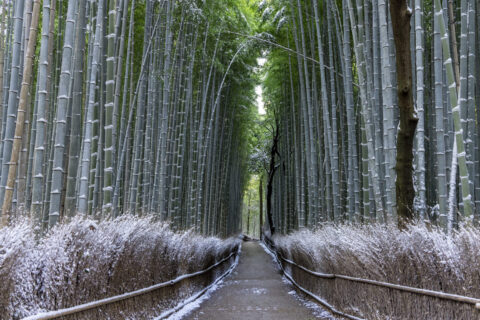 雪の嵯峨野竹林の道