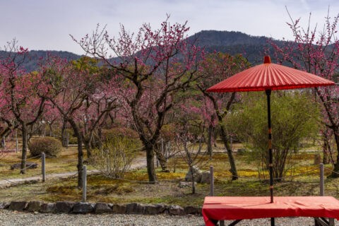 小野梅園 紅傘と梅園