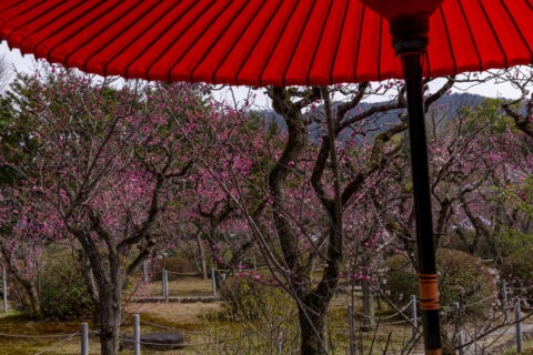 小野梅園 紅傘と梅園