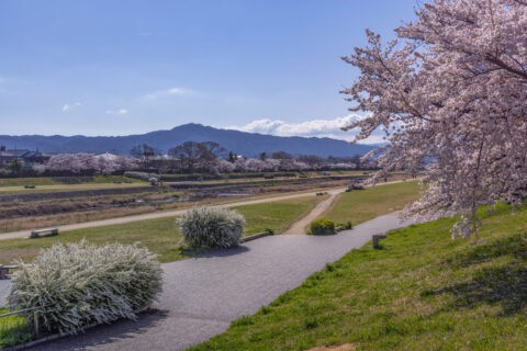 大文字山と賀茂川の桜