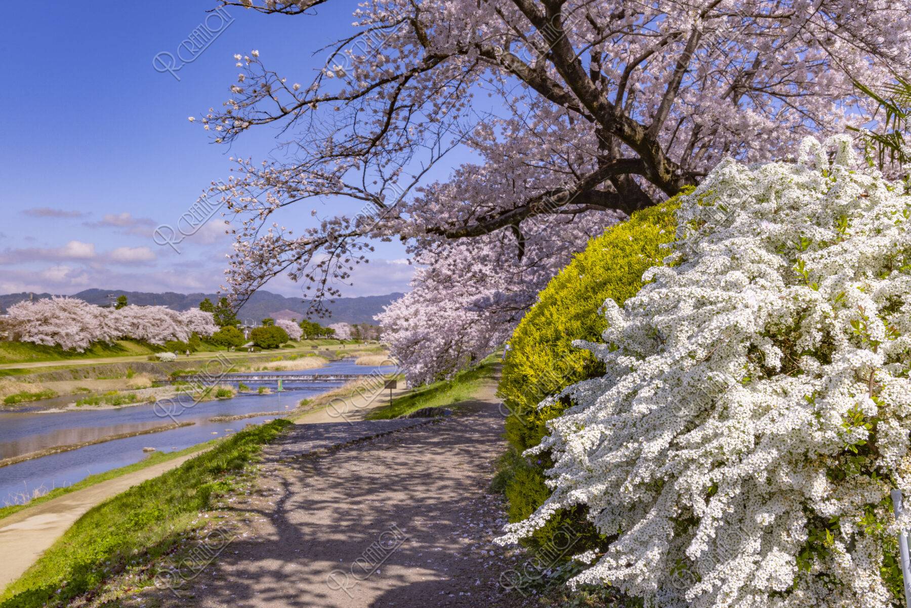 賀茂川と桜とユキヤナギ