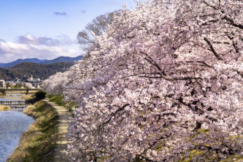 高野川と桜