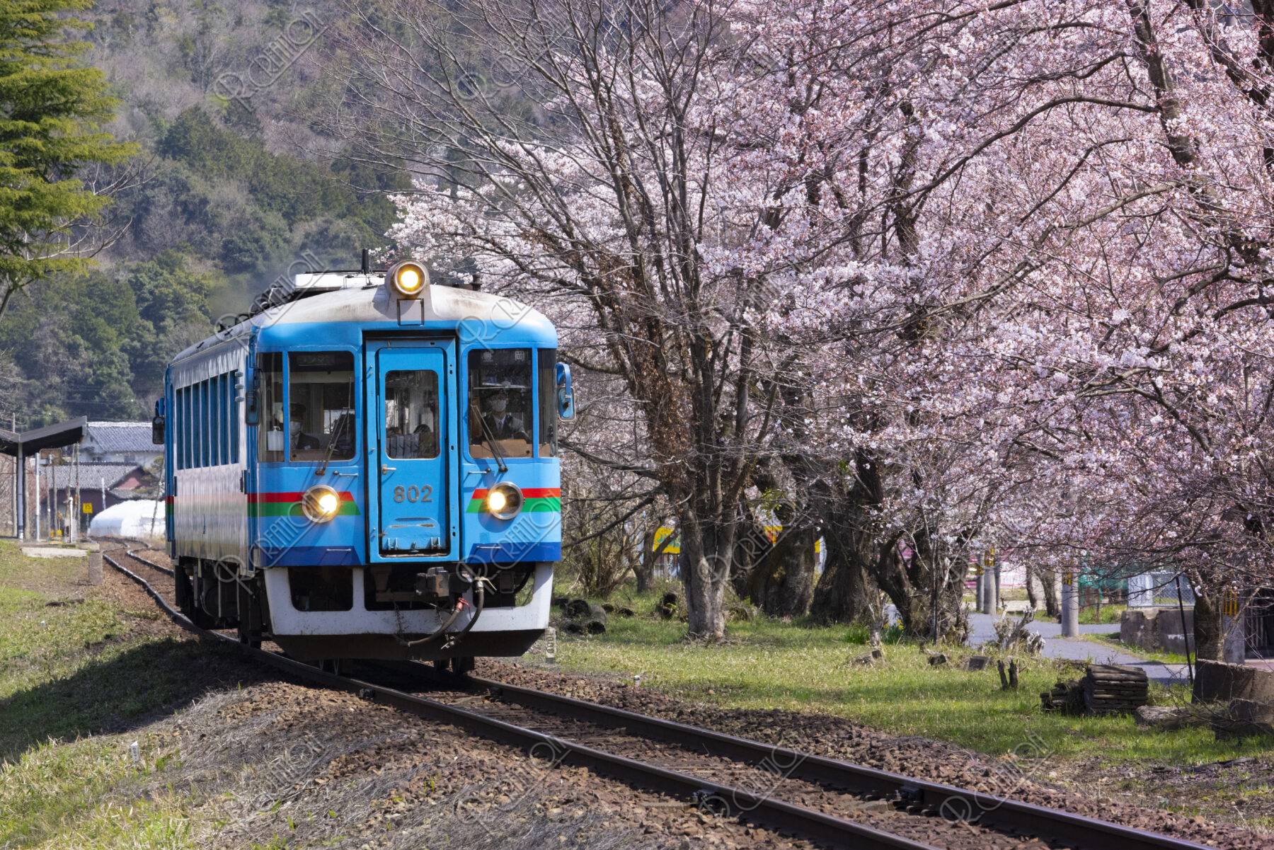 京都丹後鉄道宮豊線と桜