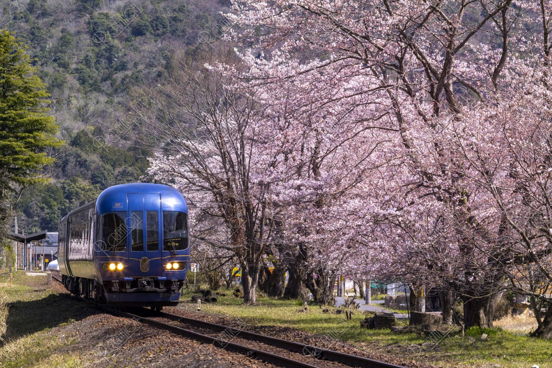 京都丹後鉄道宮豊線と桜