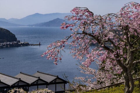 伊根湾と桜