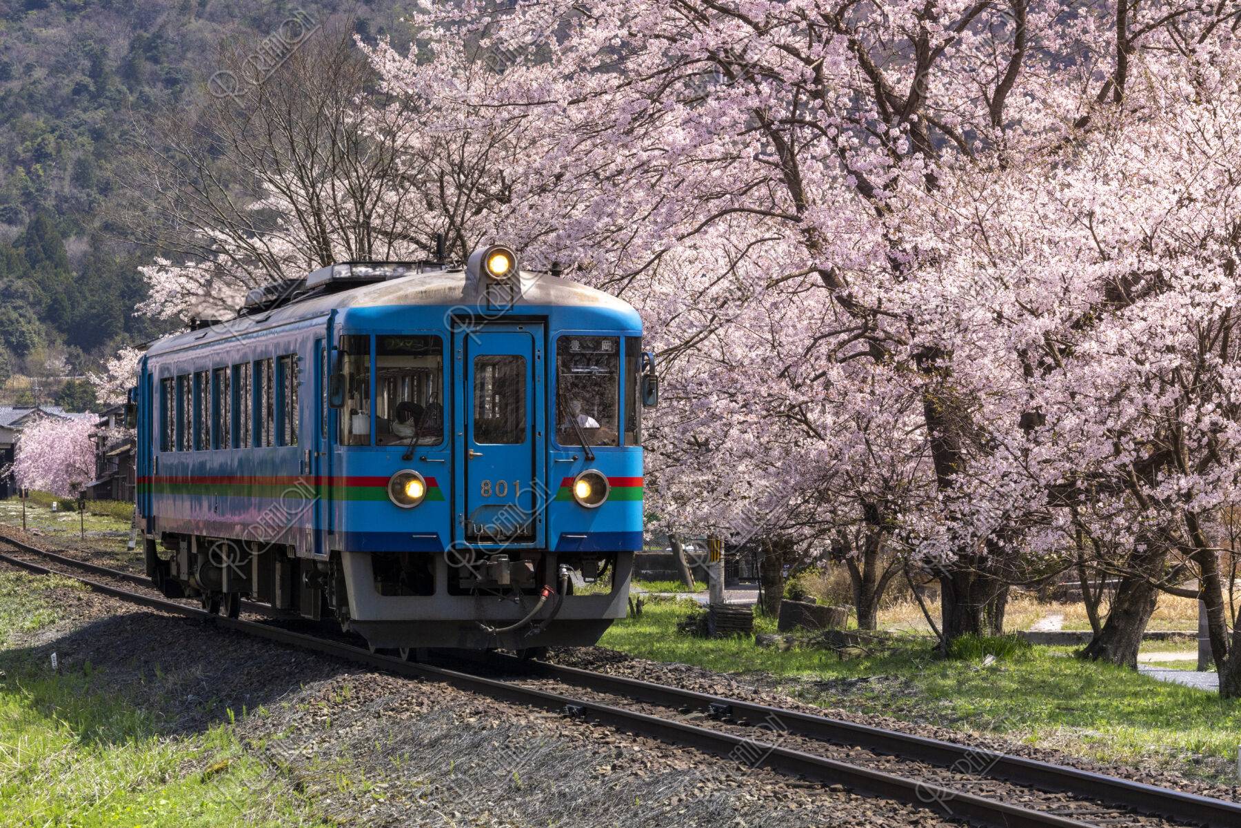 京都丹後鉄道 宮豊線と桜