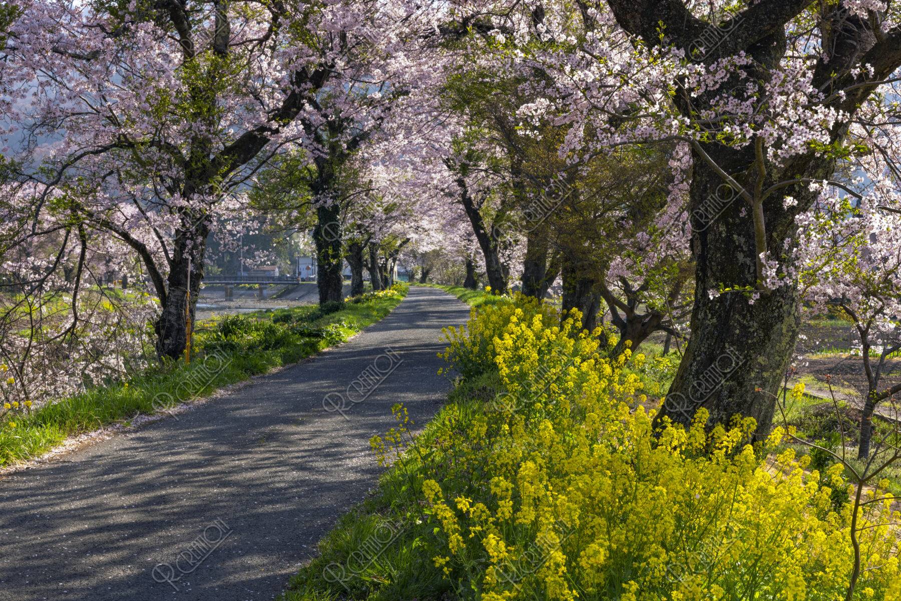 湖北余呉川堤の桜並木