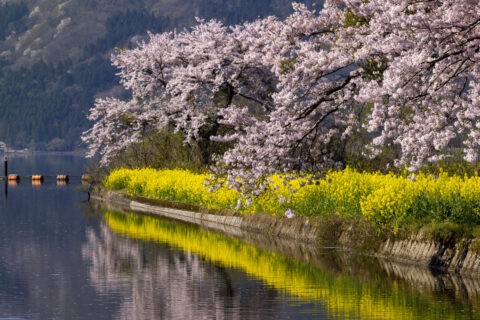 湖北余呉湖水路の桜