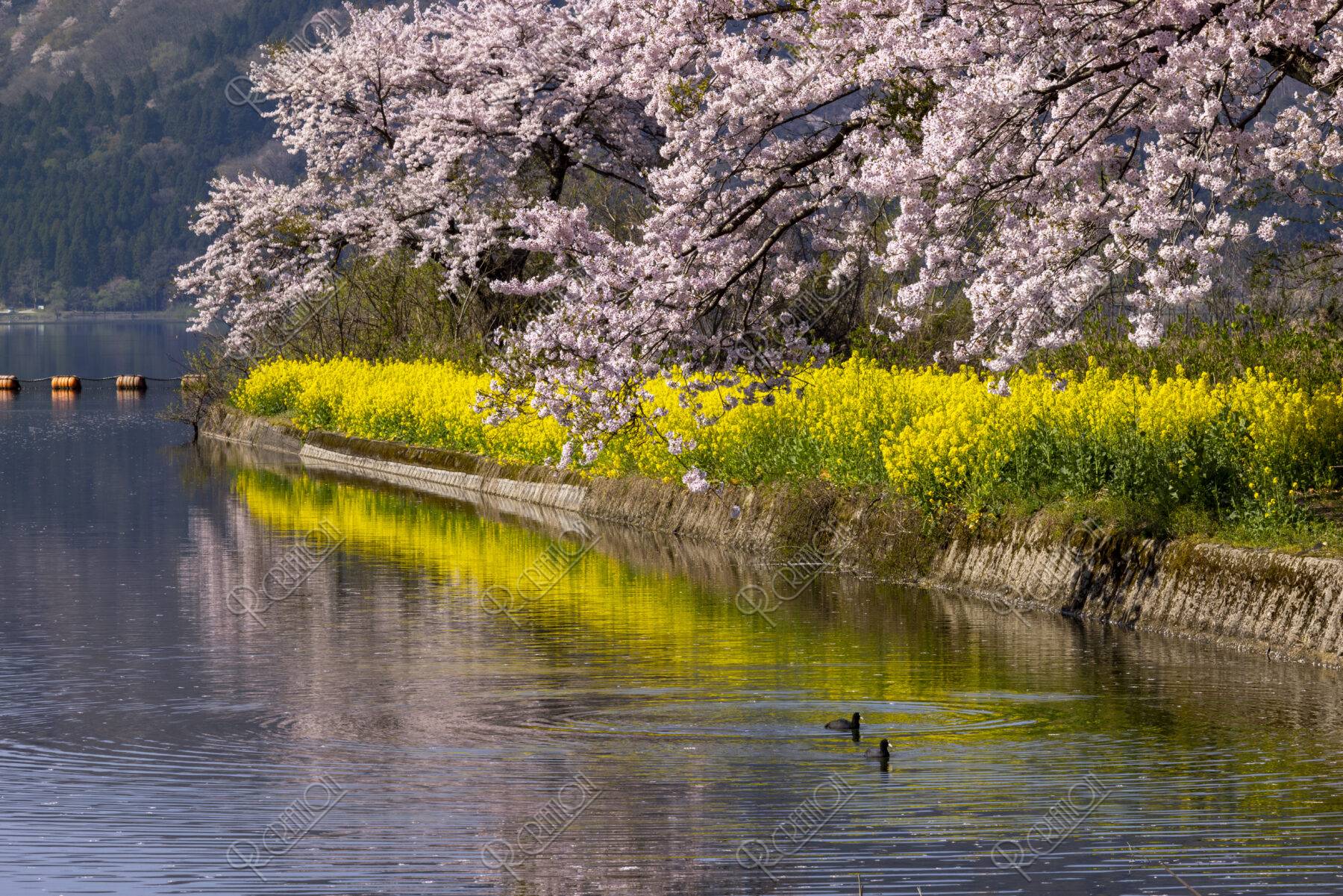 湖北余呉湖水路の桜と水鳥