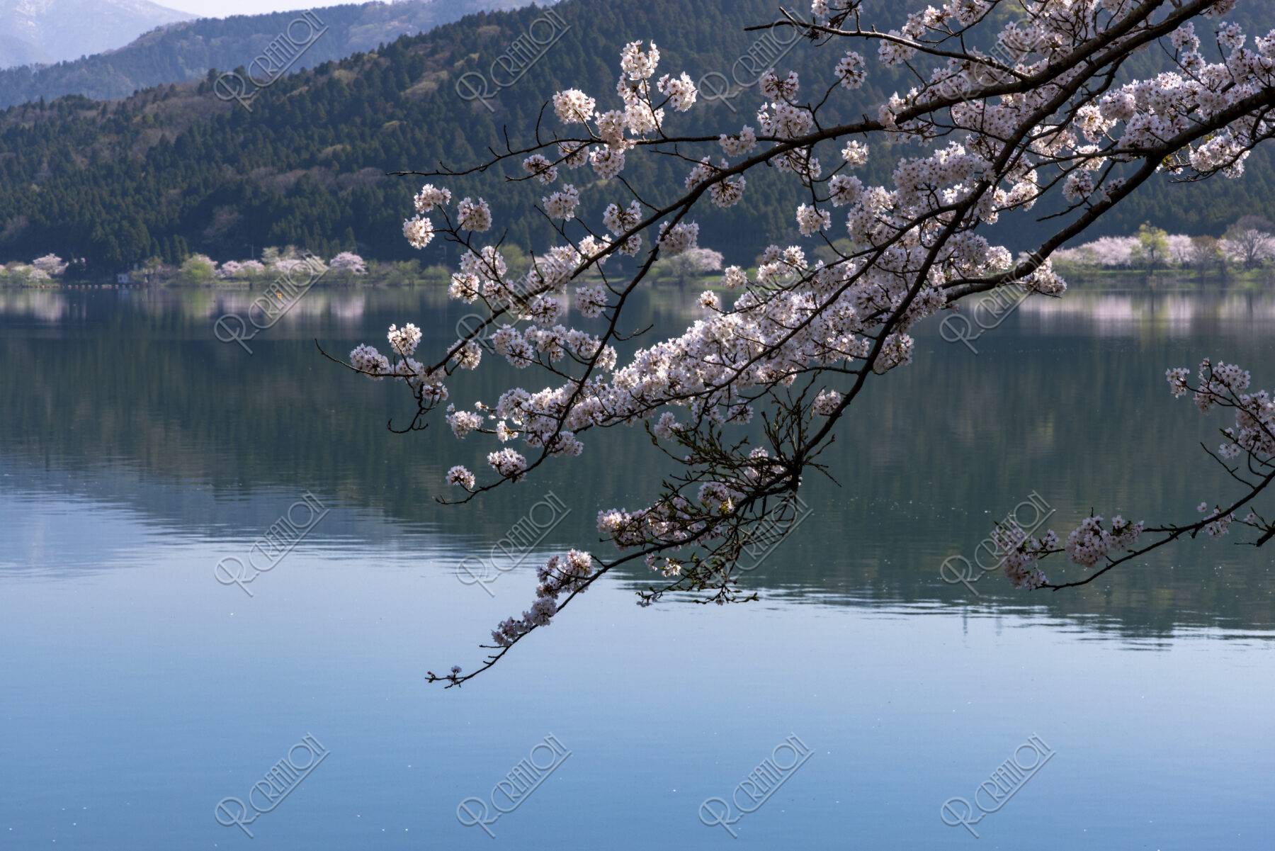 湖北余呉湖畔の桜
