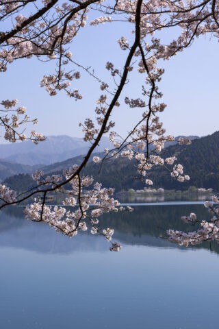 湖北余呉湖畔の桜