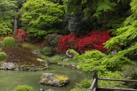 キリシマ咲く青蓮院庭園